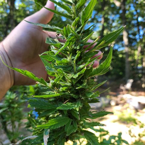 Black Cherry Punch #2 growlog timeline photo