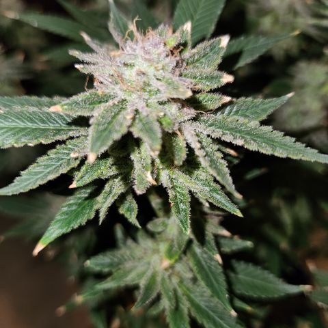 Black Domina growlog photo: Chopped