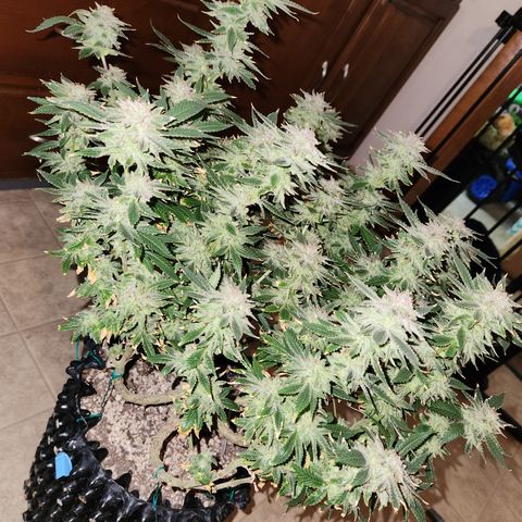 Black Domina growlog photo: Chopped