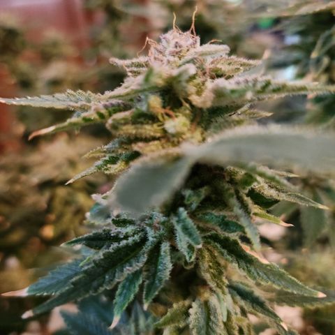 Black Domina growlog photo: Chopped