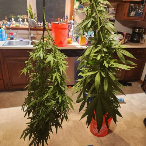 Crack Tower 1 #2 growlog photo: Had to harvest some from t storm