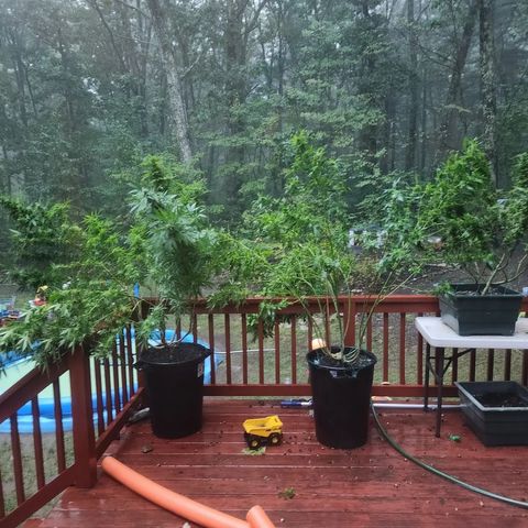 Crack Tower 1 #2 growlog photo: Had to harvest some from t storm