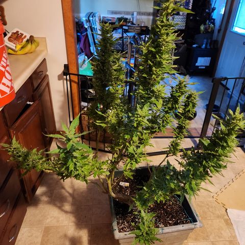 Black Cherry Punch #2 growlog timeline photo