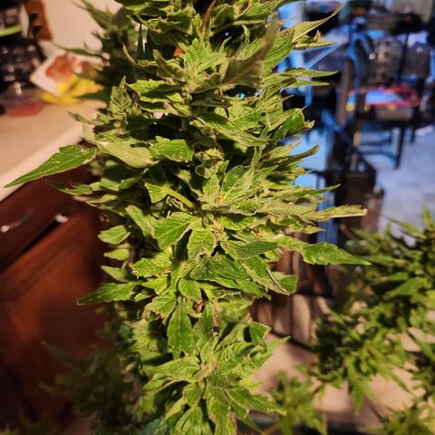 Black Cherry Punch #2 growlog timeline photo