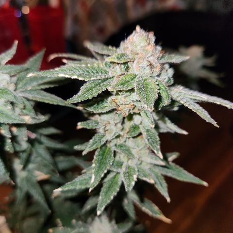 Tropic Gushers #1 growlog photo: Chop