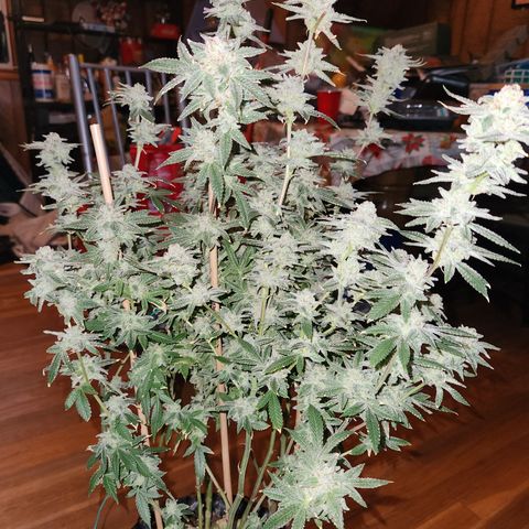Tropic Gushers #1 growlog photo: Chop