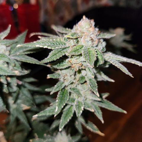 Tropic Gushers #1 growlog timeline photo