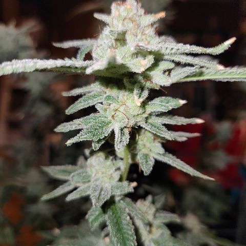 Tropic Gushers #1 growlog photo: Chop