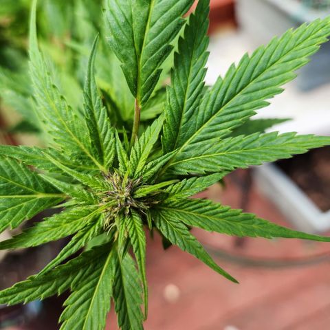 Frisian Duck x Old Congo x Pablo Picasso F2  growlog timeline photo