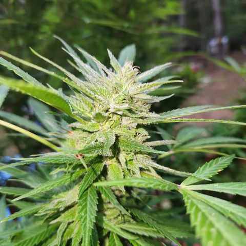 Crack Tower 1 #2 growlog timeline photo