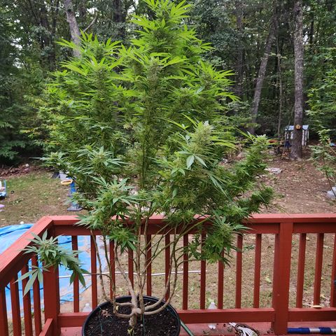 Crack Tower 1 #2 growlog timeline photo