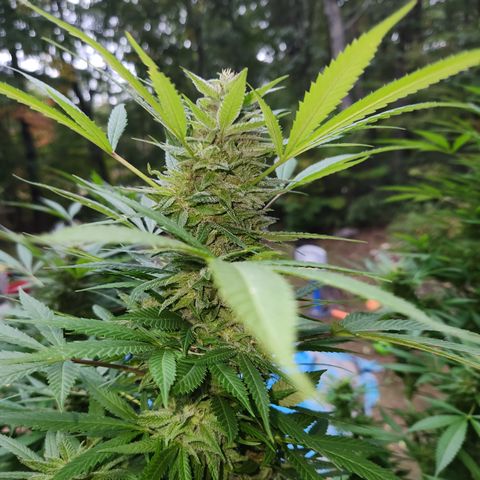 Crack Tower 1 #2 growlog timeline photo