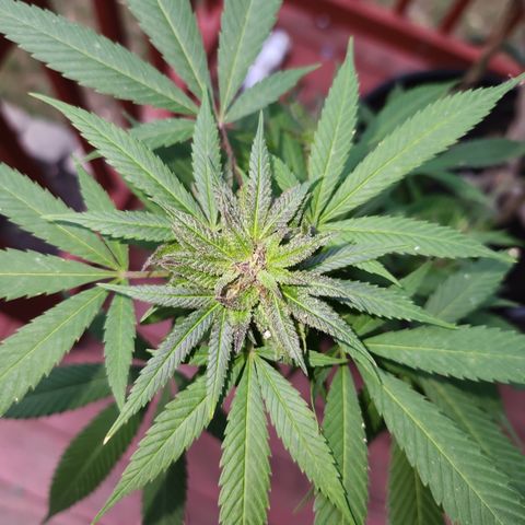Crack Tower 1 #2 growlog timeline photo