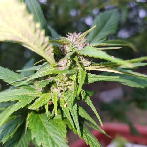 Frisian Duck x Old Congo x Pablo Picasso F2  growlog timeline photo