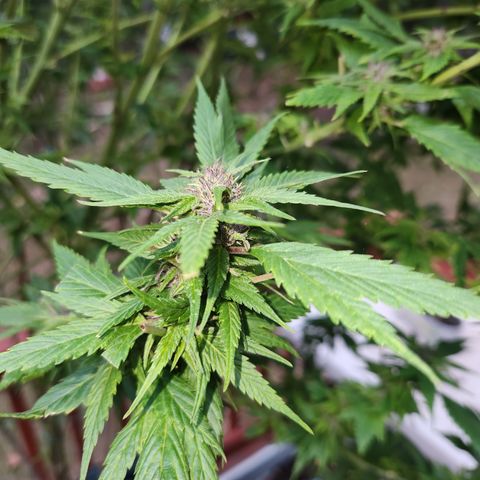 Frisian Duck x Old Congo x Pablo Picasso F2  growlog timeline photo