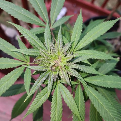 Crack Tower 1 #2 growlog timeline photo