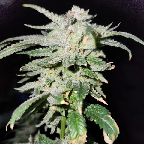 Tropic Gushers #1 growlog timeline photo