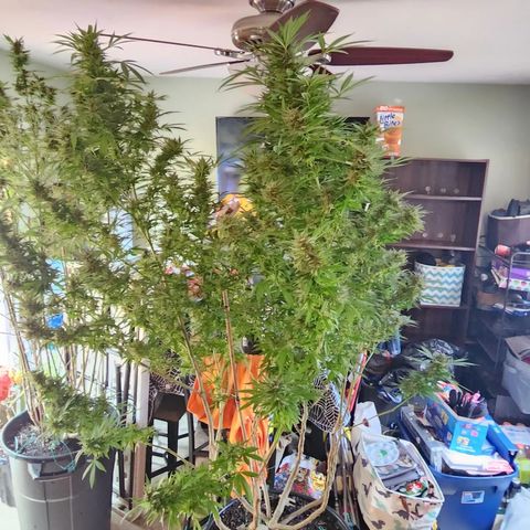 Crack Tower 1 #2 growlog photo: Chopped 