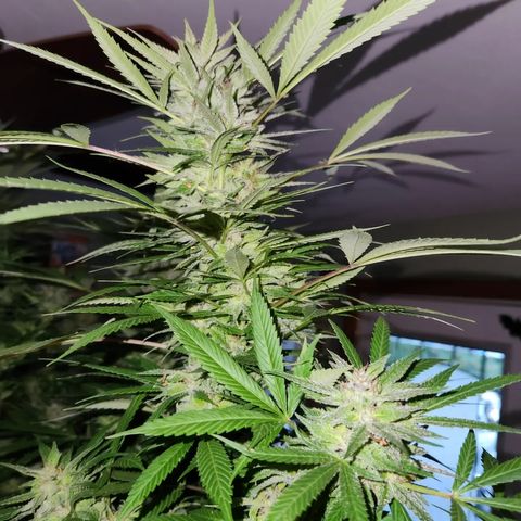 Crack Tower 1 #2 growlog photo: Chopped 