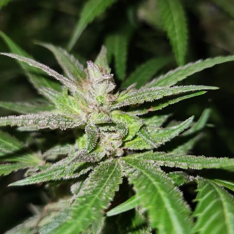 Crack Tower 1 #2 growlog photo: Chopped 