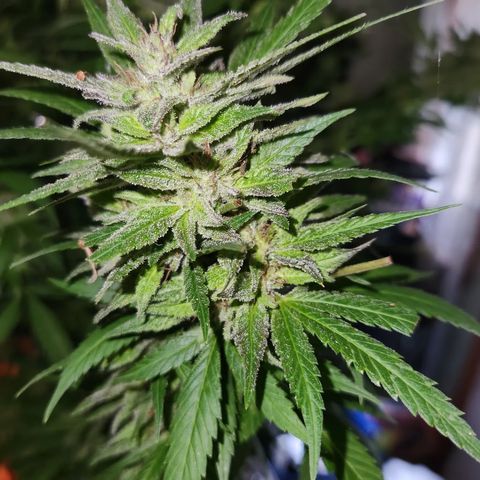 Crack Tower 1 #2 growlog photo: Chopped 