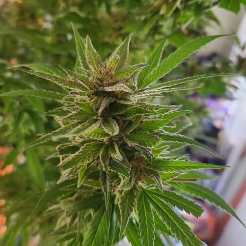 Crack Tower 1 #2 growlog photo: Chopped 