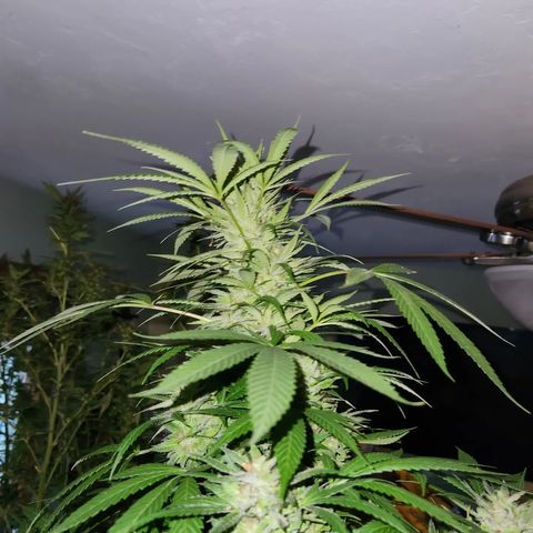 Crack Tower 1 #2 growlog photo: Chopped 