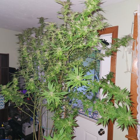Frisian Duck x Old Congo x Pablo Picasso F2  growlog photo: Chopped!!