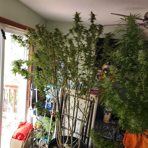 Frisian Duck x Old Congo x Pablo Picasso F2  growlog photo: Chopped!!
