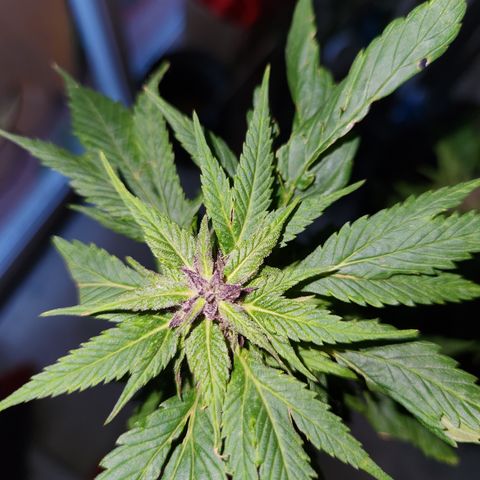 Frisian Duck x Old Congo x Pablo Picasso F2  growlog photo: Chopped!!