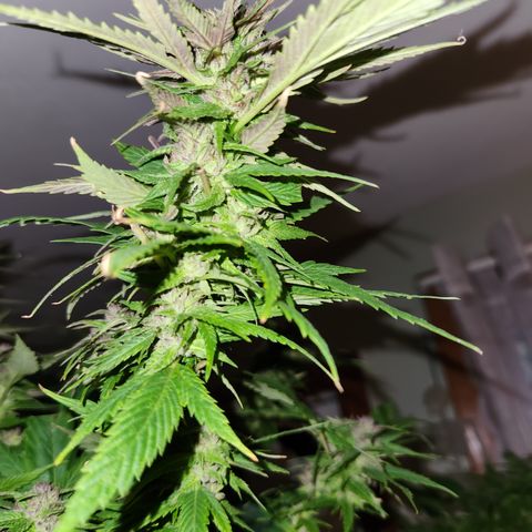 Frisian Duck x Old Congo x Pablo Picasso F2  growlog photo: Chopped!!