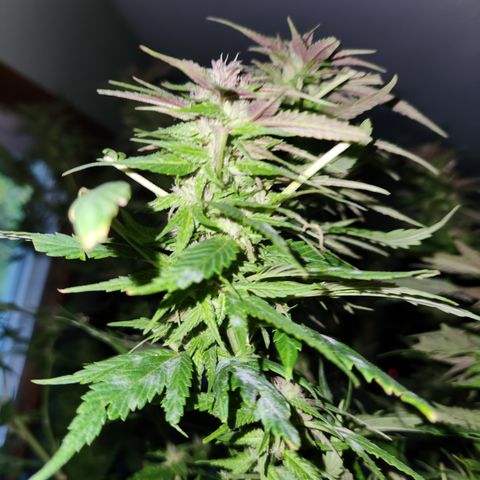Frisian Duck x Old Congo x Pablo Picasso F2  growlog photo: Chopped!!