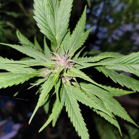 Frisian Duck x Old Congo x Pablo Picasso F2  growlog photo: Chopped!!