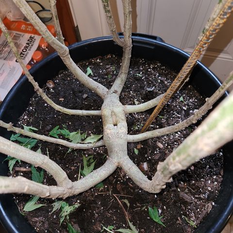 Frisian Duck x Old Congo x Pablo Picasso F2  growlog photo: Chopped!!