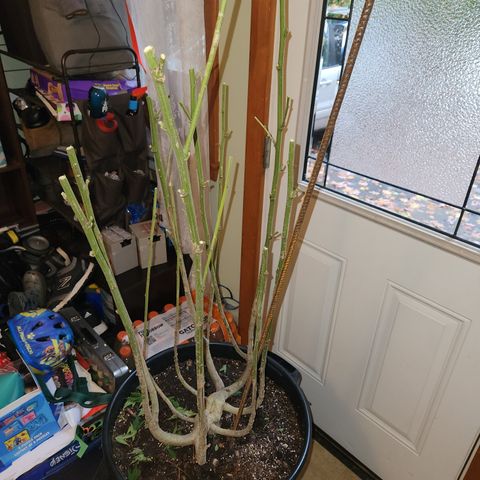 Frisian Duck x Old Congo x Pablo Picasso F2  growlog photo: Chopped!!