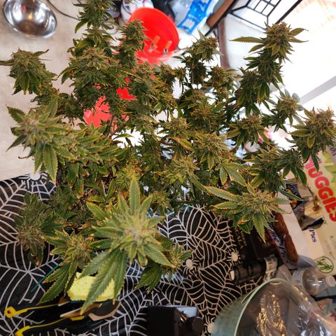 Critical #1 growlog photo: Chop