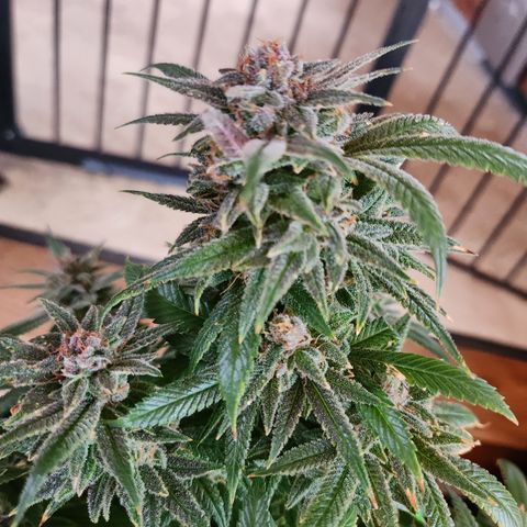 Crack Tower 1 #2  #1 growlog photo: Chop