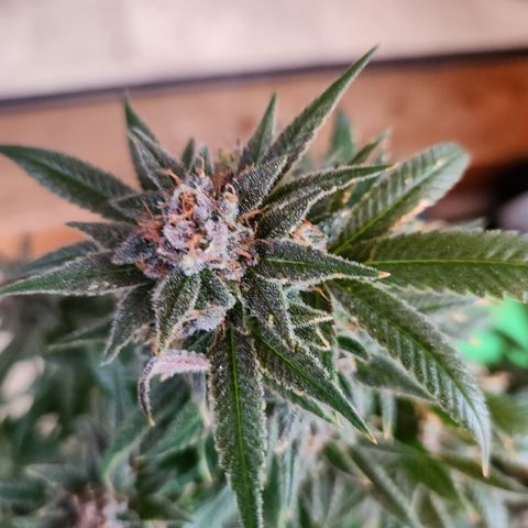 Crack Tower 1 #2  #1 growlog photo: Chop