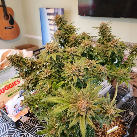 Crack Tower 1 #2  #1 growlog photo: Chop