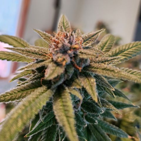 Crack Tower 1 #2  #1 growlog photo: Chop