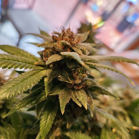 Crack Tower 1 #2  #1 growlog photo: Chop