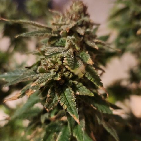 Black Domina #1 growlog photo: Chopped