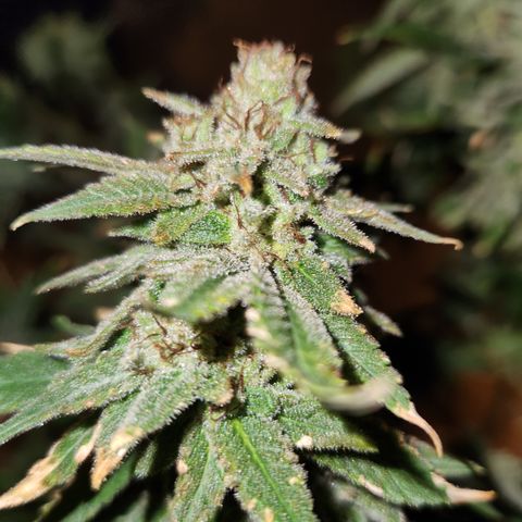 Black Domina #1 growlog photo: Chopped