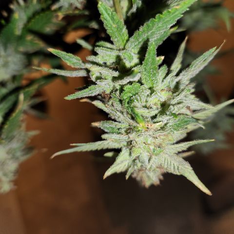 Black Domina #1 growlog photo: Chopped