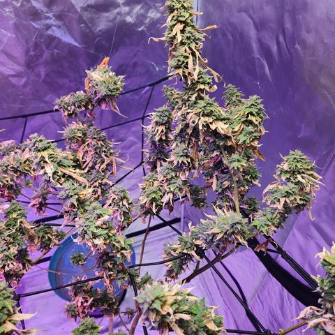 MAC Red Haze 1 growlog timeline photo
