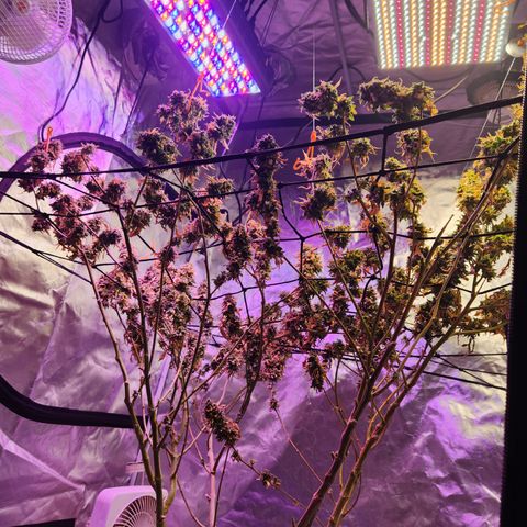 MAC Red Haze 1 growlog timeline photo