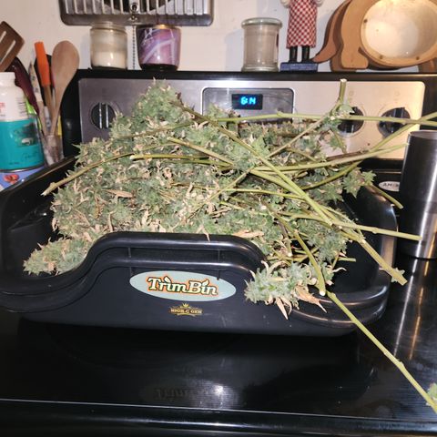 MAC Red Haze 1 growlog timeline photo