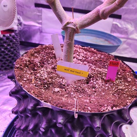 MAC Red Haze 1 growlog timeline photo