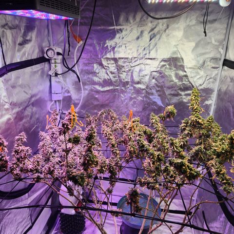 MAC Red Haze 1 growlog photo: Chopped... wpm.. most is gone.. well see about the rest