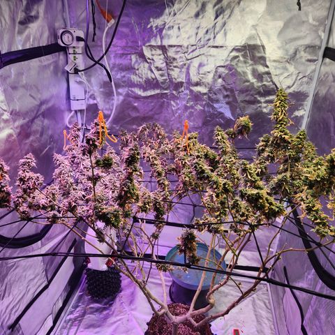 MAC Red Haze 1 growlog photo: Chopped... wpm.. most is gone.. well see about the rest